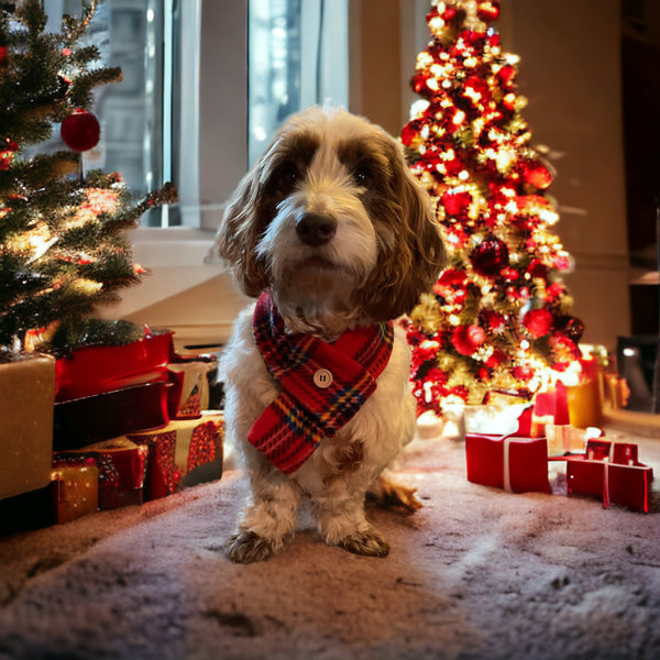 Christmas Has Arrived At Berts Bows!