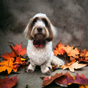 Sienna Tartan