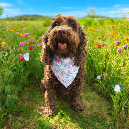 Blossom Dog Bandana
