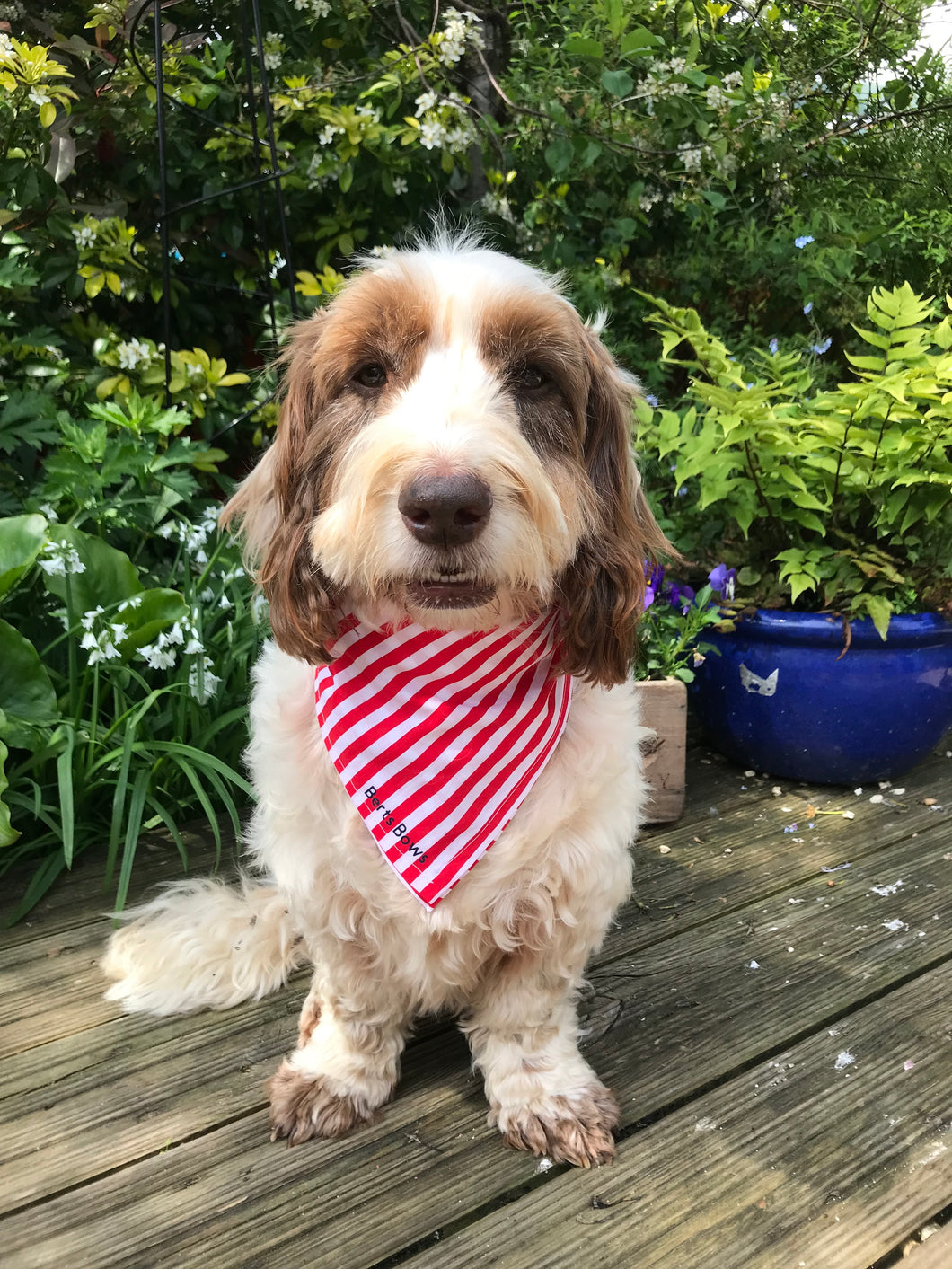 Candy Stripe Dog Bandana