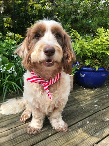 Candy Stripe Dog Bandana