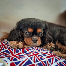 Load image into Gallery viewer, Best of British Blanket
