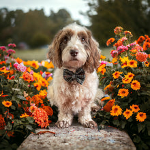 Load image into Gallery viewer, Bertie