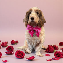 Load image into Gallery viewer, Velvet Sailor Bow Pink