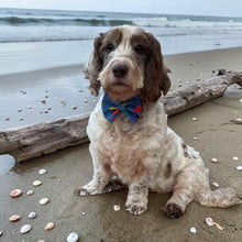 Load image into Gallery viewer, Sea Shells