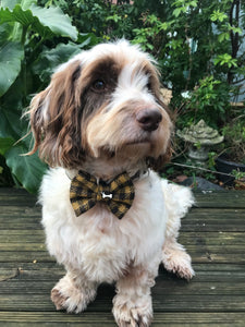 Cooper