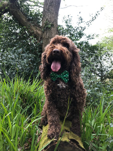 Polka Dot Green