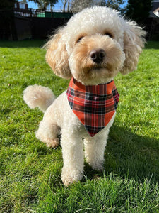 Sienna Tartan