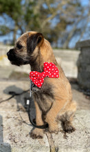 Load image into Gallery viewer, Red Polka Dot
